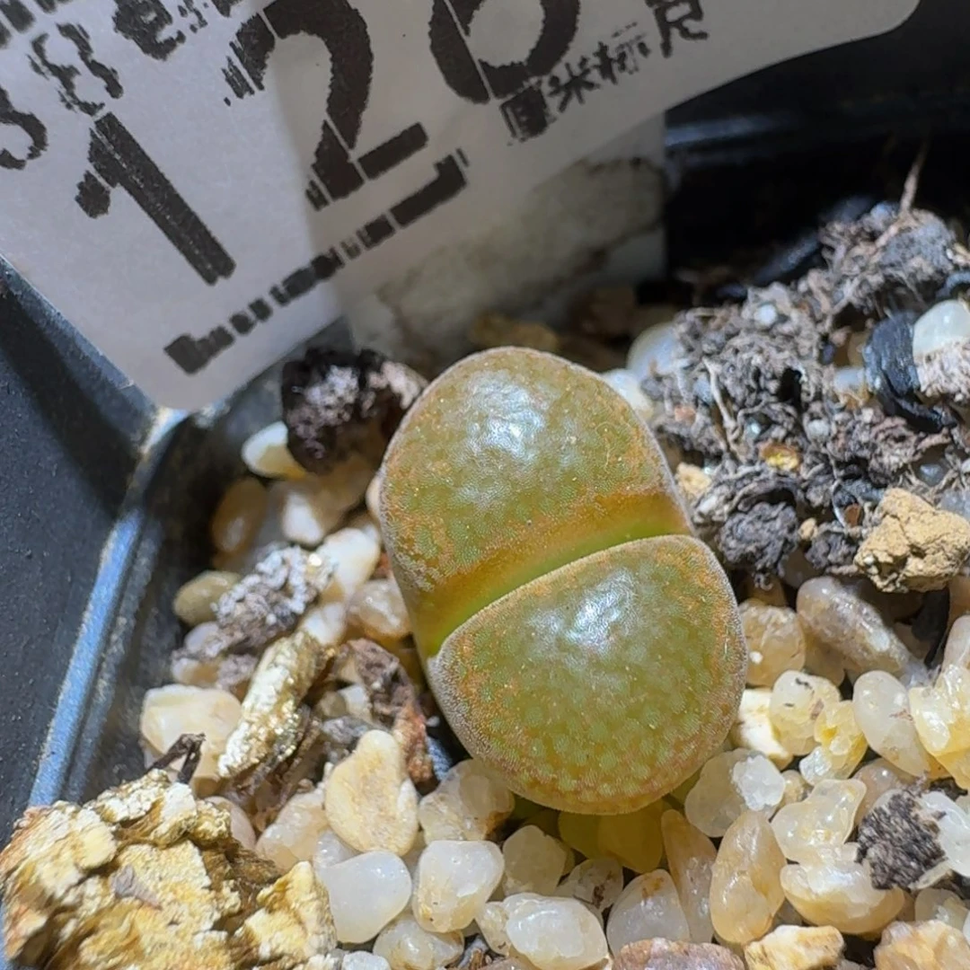 Ssss精品生石花1269