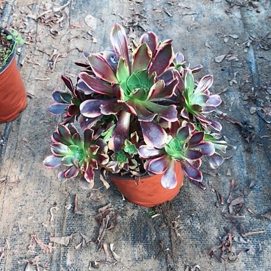 秋***语欧佳丽法师多肉植物80