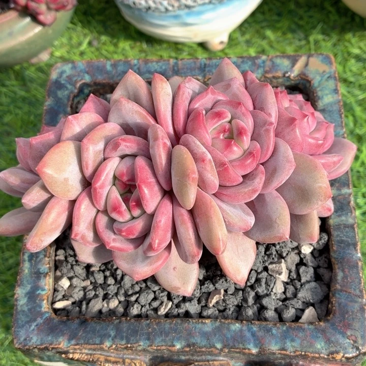 多肉植物 艾丽尔-4