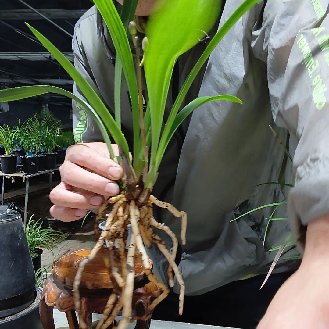 游***则无花朵建兰君荷兰花