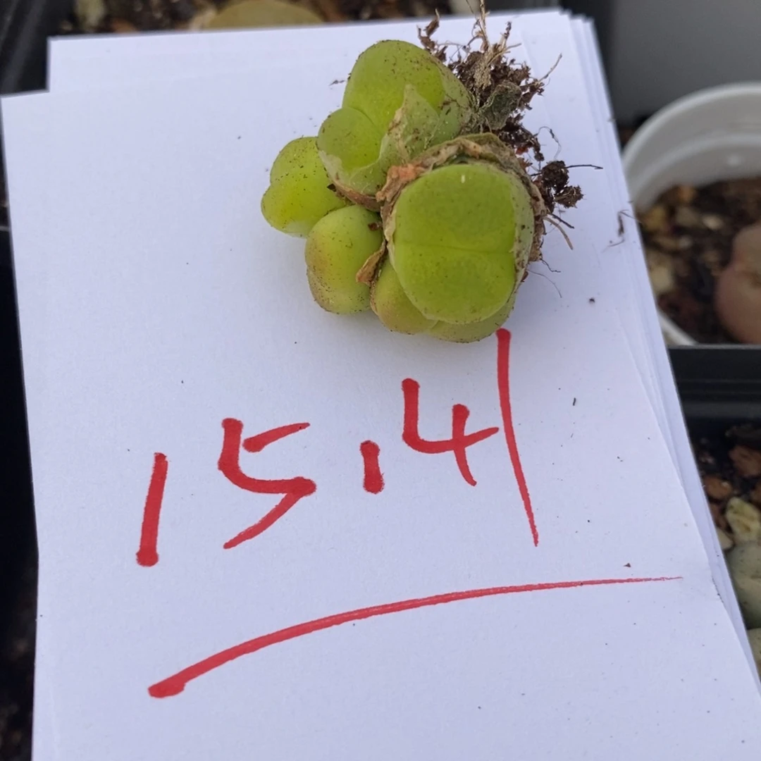 z****515141一个一个一个