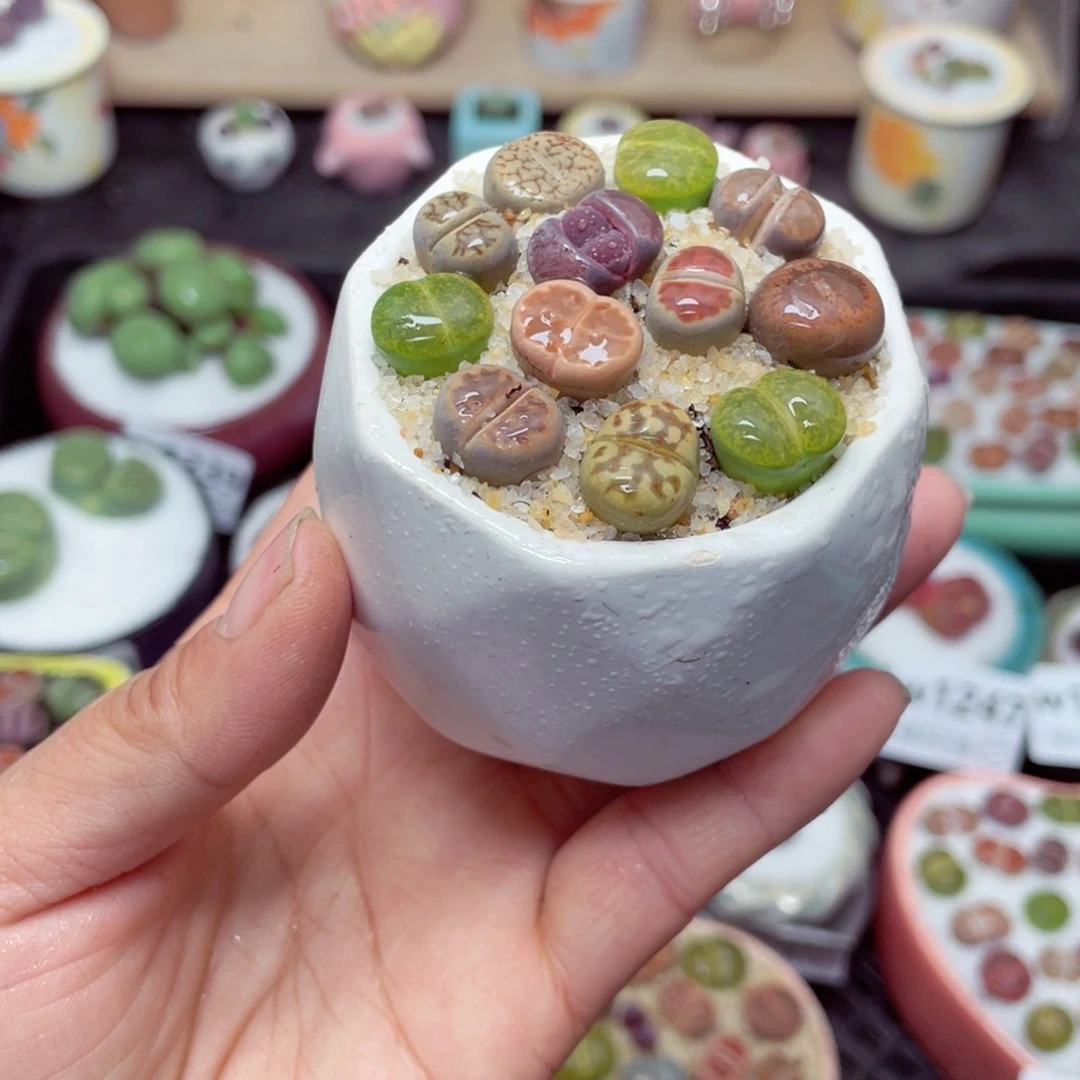 w1254 带盆土发货-零下地区拍保温箱