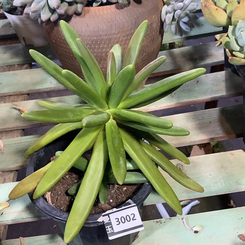 【闪购商品】椰子树3002