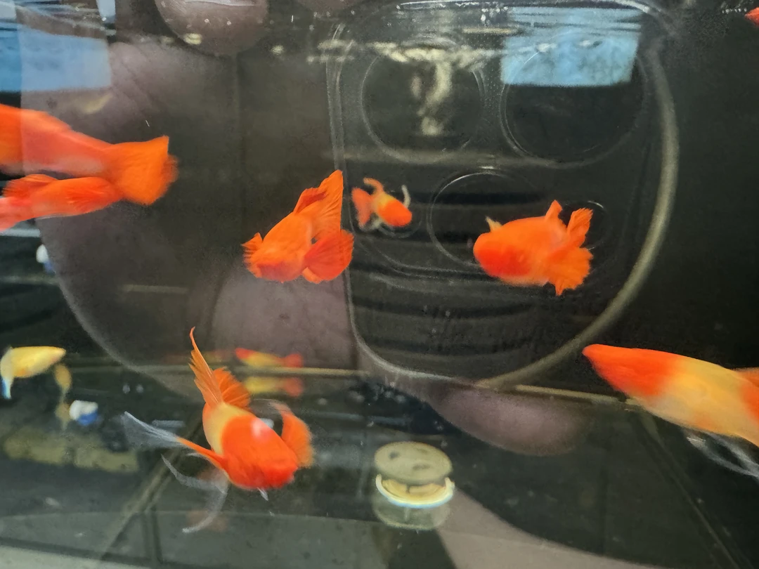 孔雀鱼孔雀鱼孔雀鱼