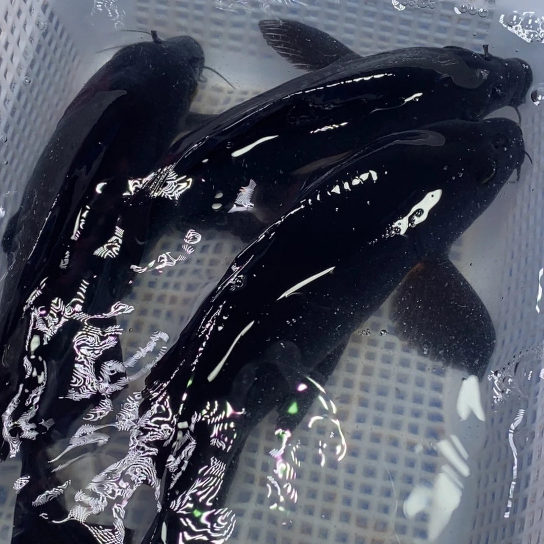 锦鲤锦鲤（无开箱视频不售后）