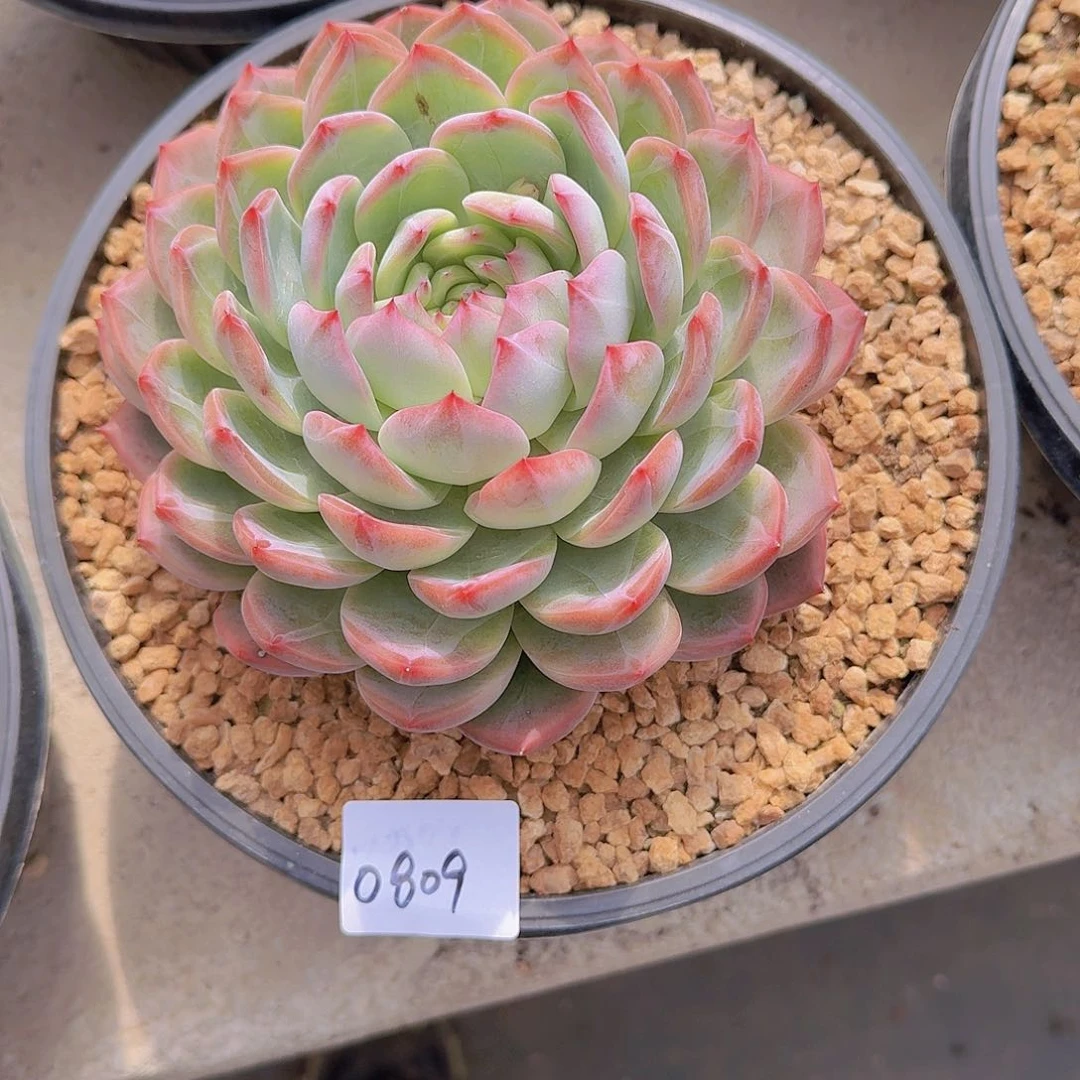 明***好0809红鸾多肉植物