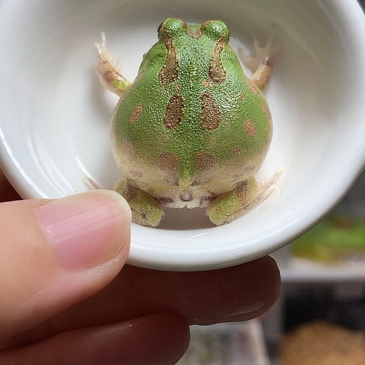 角蛙2306磨砂油画绿波子