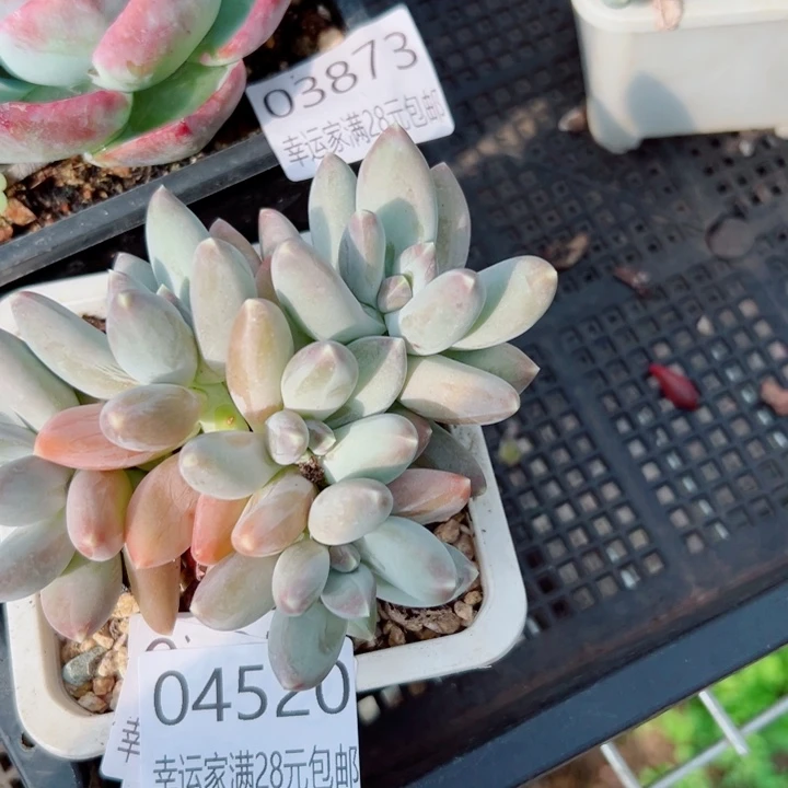 幸运儿是一位非常