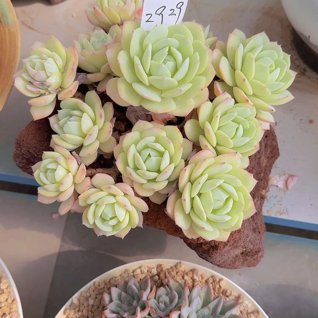 三***祥2928恋曲多肉植物