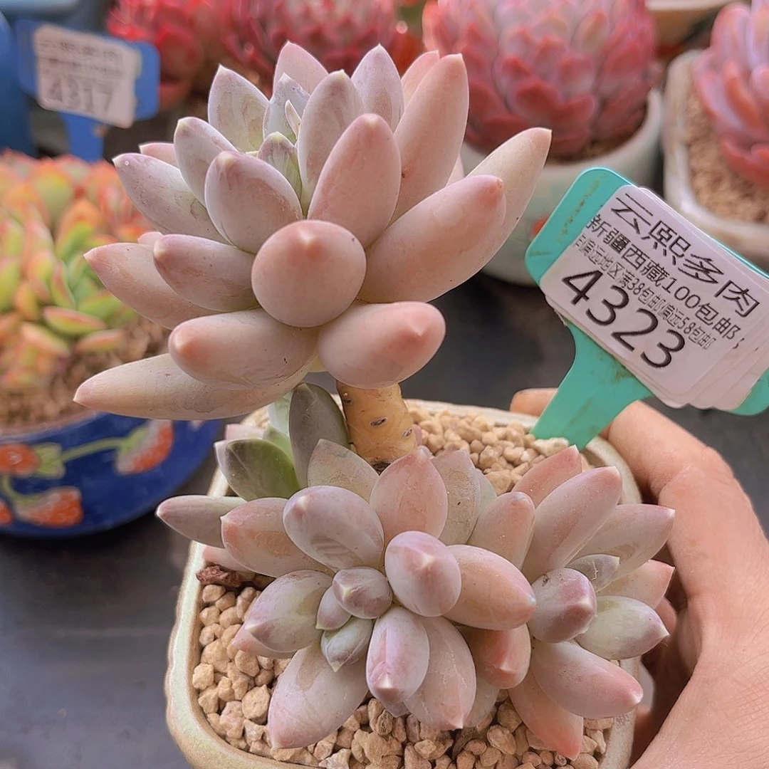 4323松果美人多肉植物