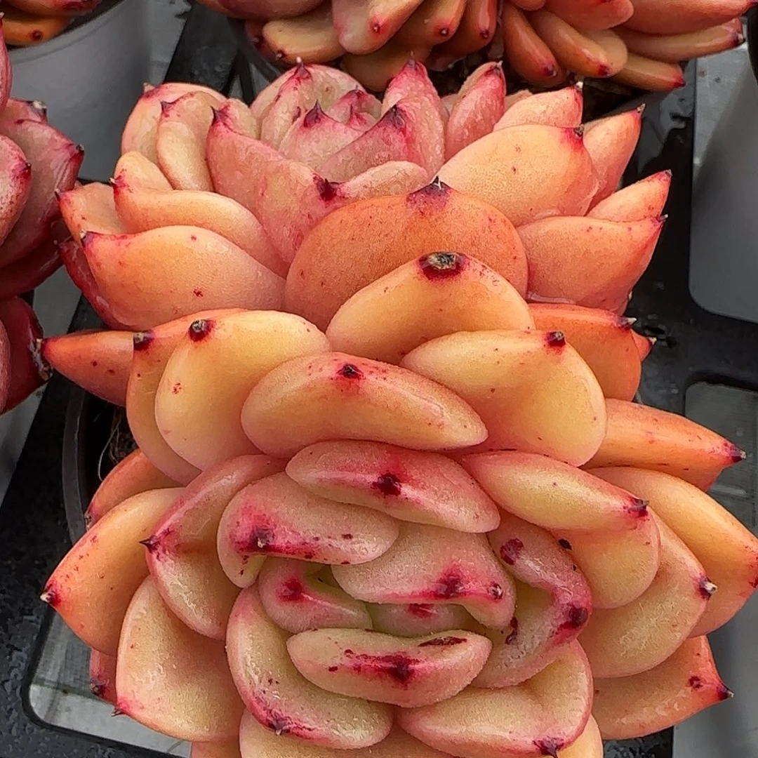 从前慢花园精选韩版水晶珍妮