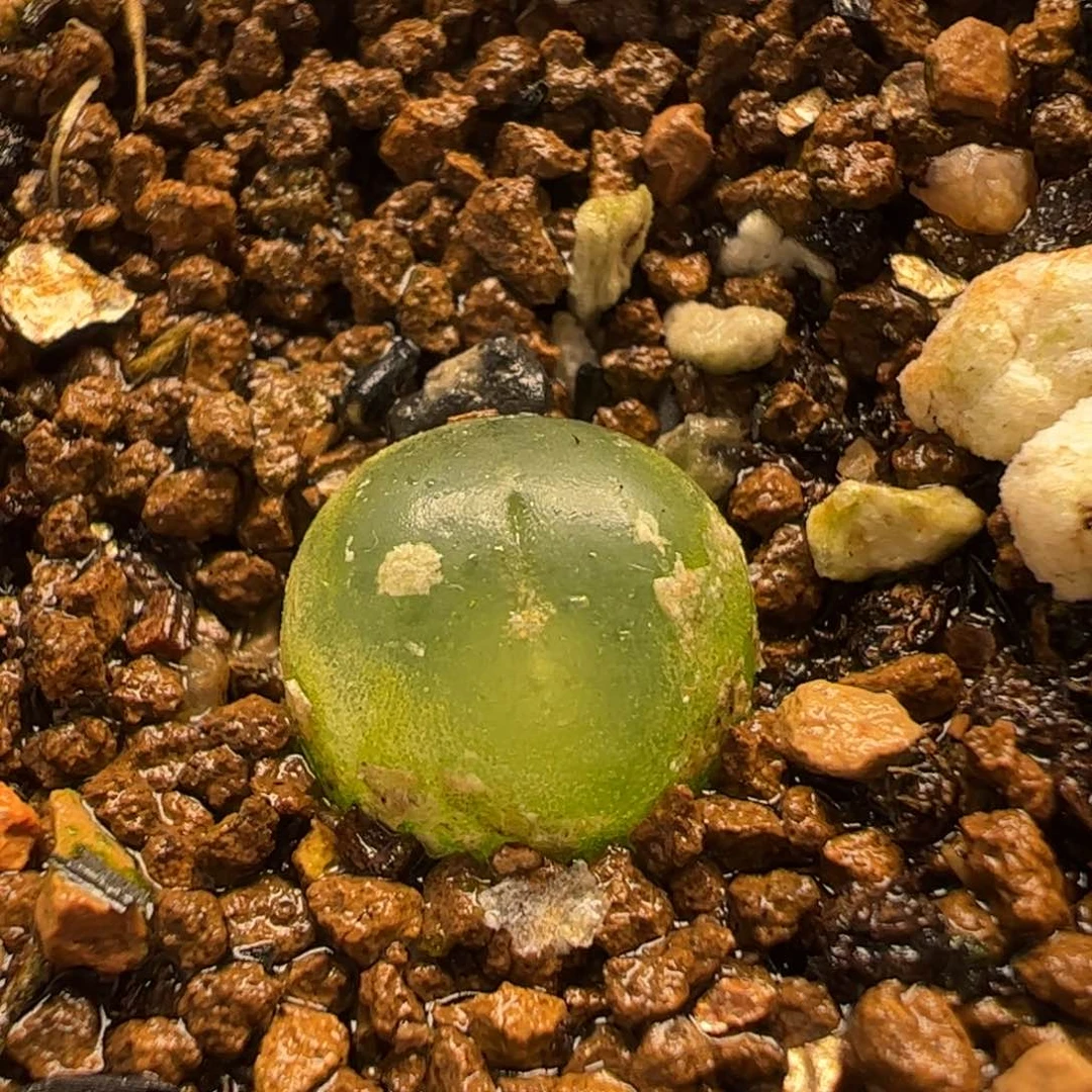 017多肉植物百科