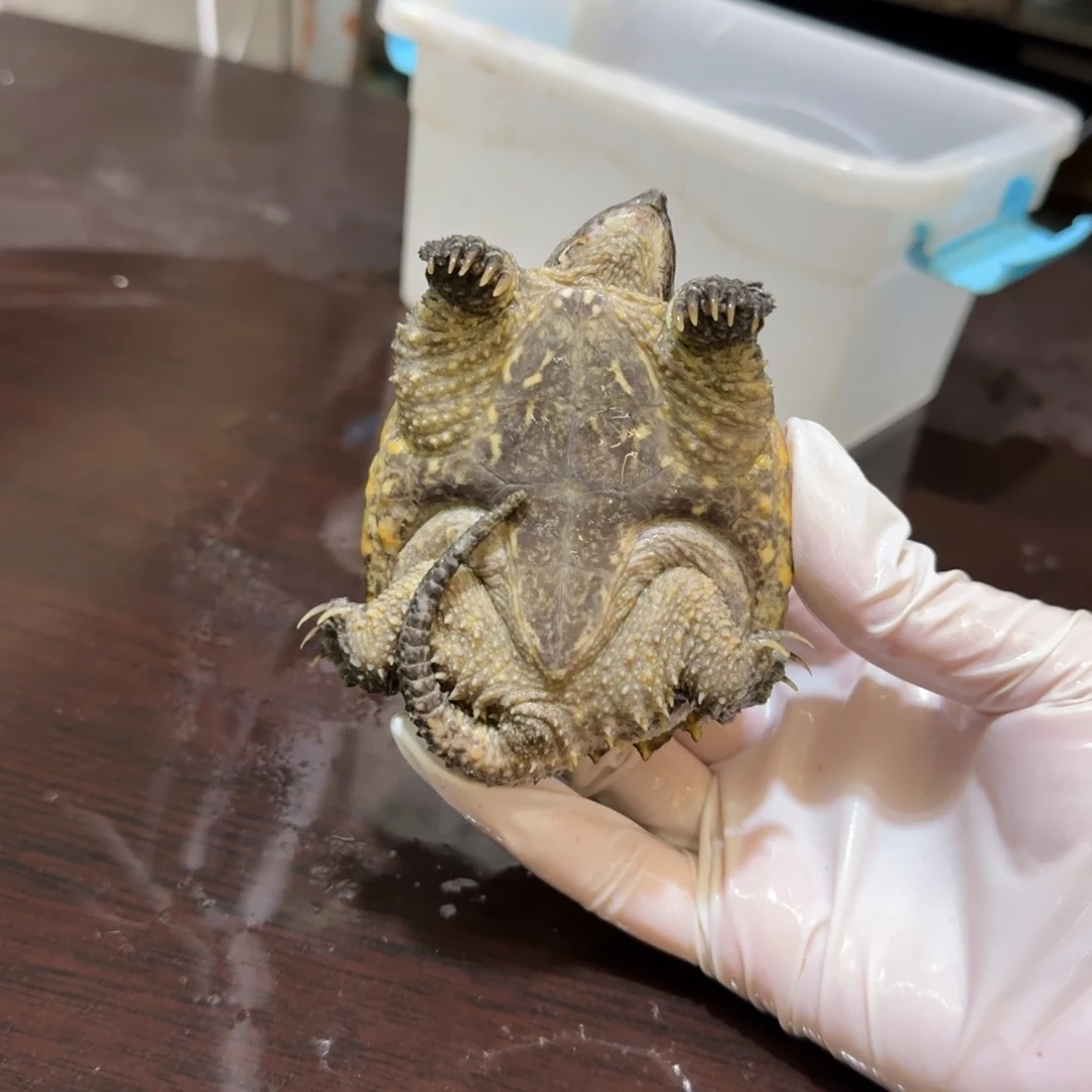 公母搭配小鳄龟编号23，福利价瑕疵