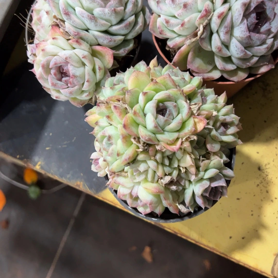 彩***e多肉植物三个蓝莓
