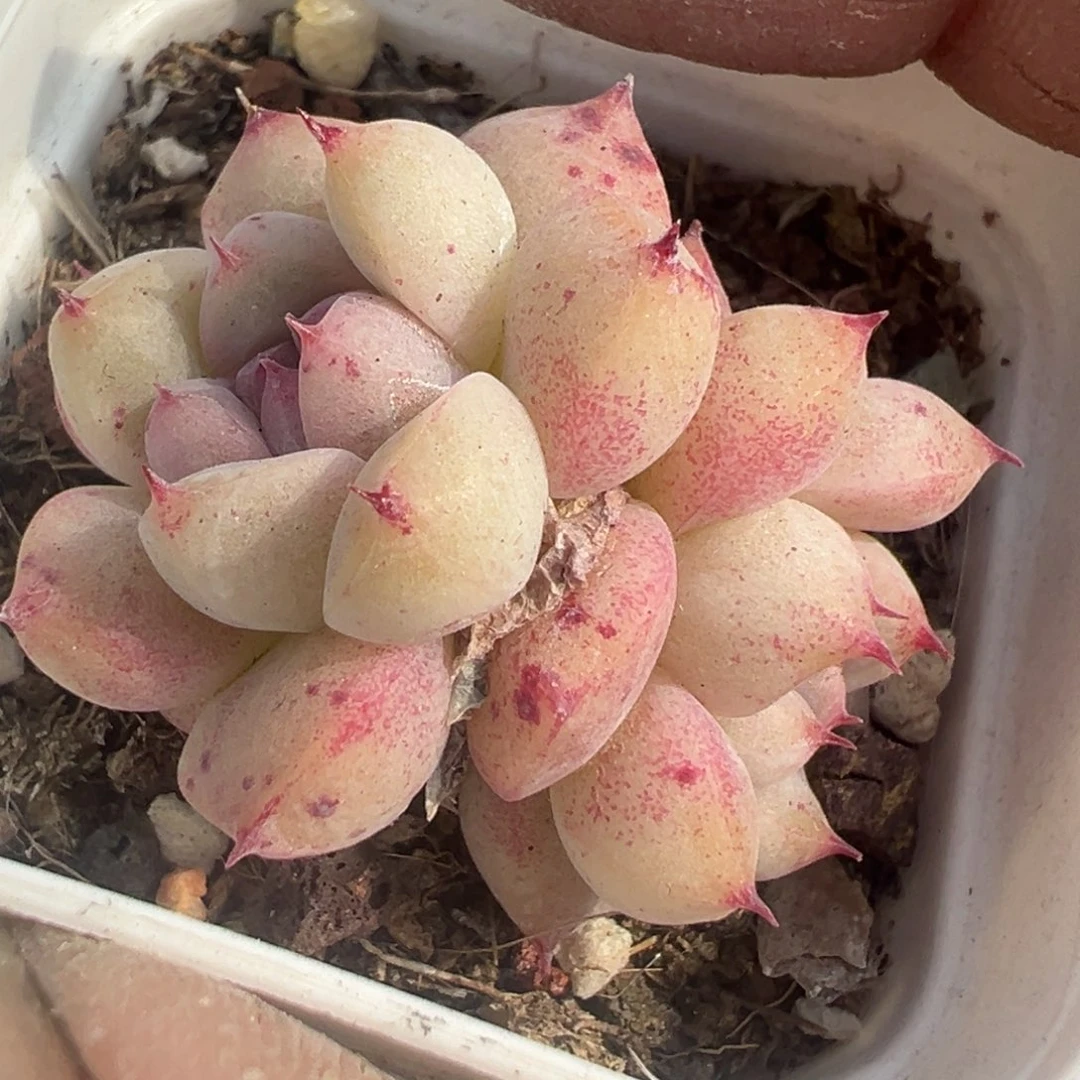 小卡拉米糖心一物一拍