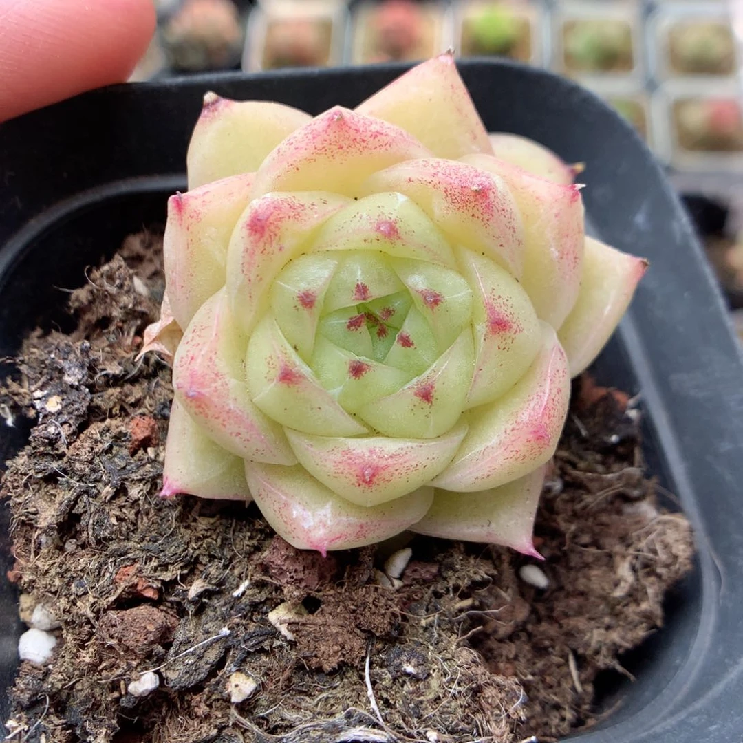 E142y y y y y y y y