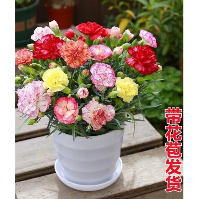 (带花苞）康乃馨盆栽大花重瓣四季开花母亲节礼物
