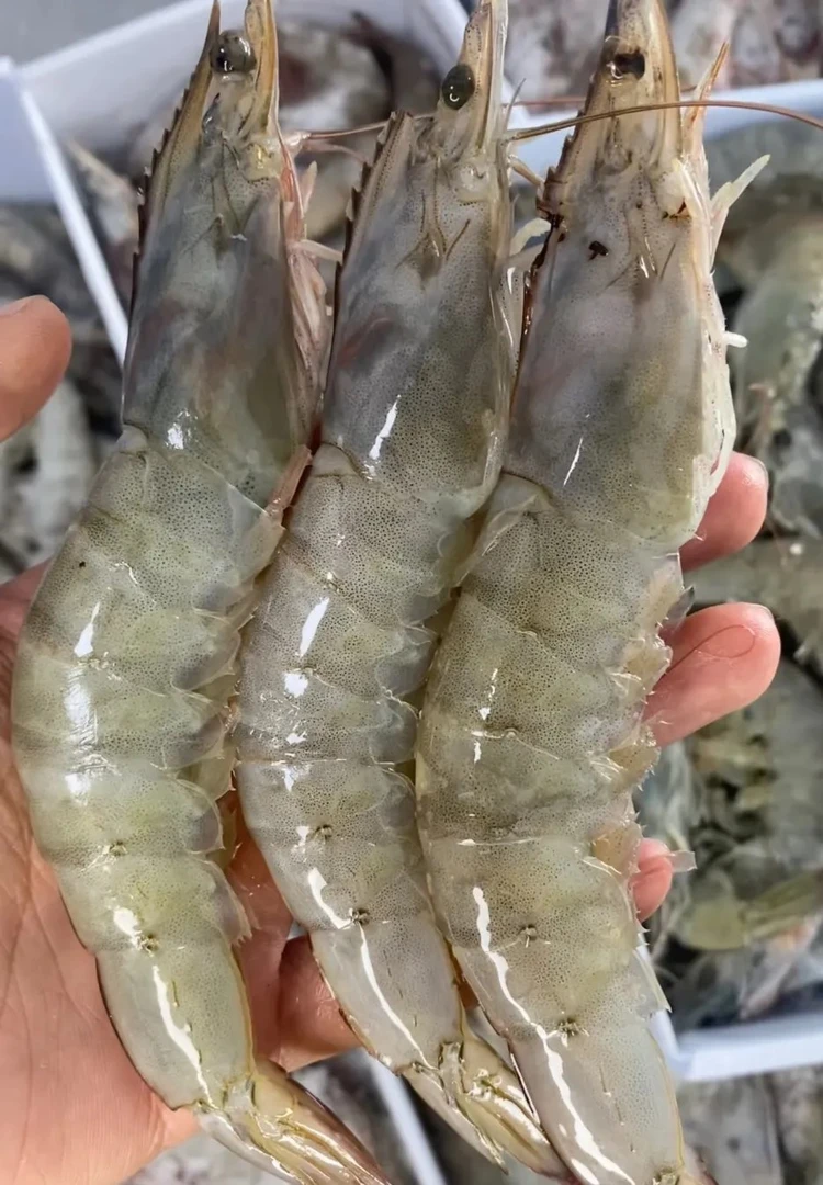 【无冰衣】30-40号特大大号海虾3斤 活虾速冻顺丰到家