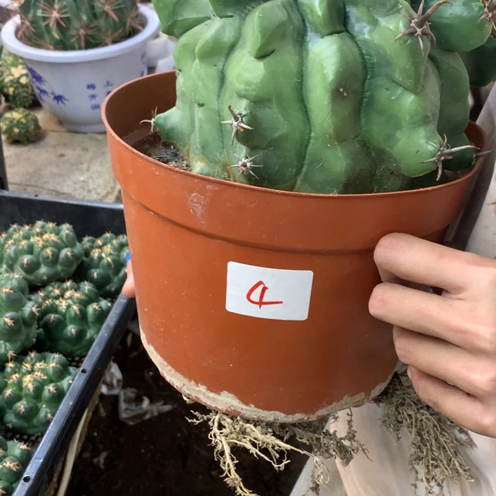 巨鷲玉4号。。。。。。。。。。。。。。