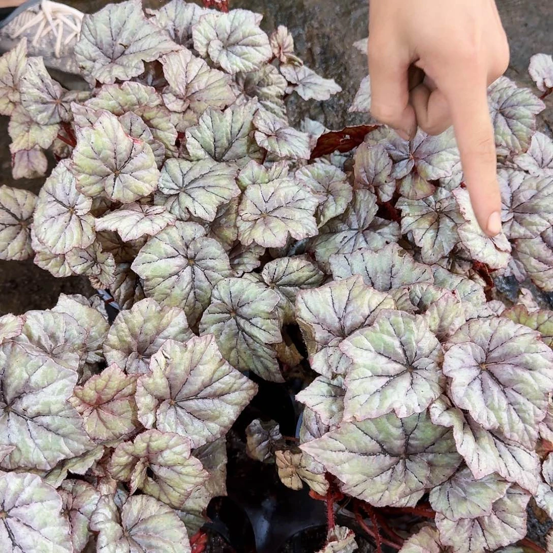 超大秋海棠露珠一颗