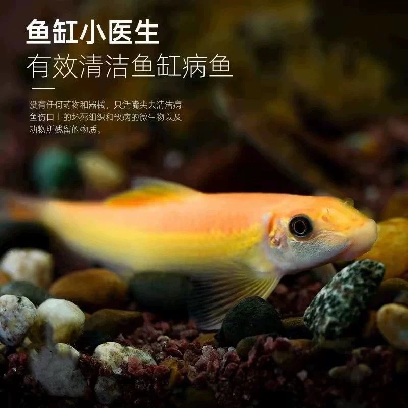 福袋-金苔鼠6cm一条