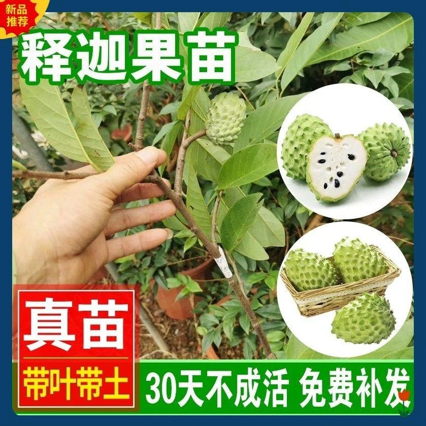 正宗嫁接台湾高产大果凤梨释迦果苗适合南方庭院盆栽种植四季果苗
