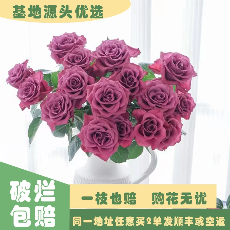 【基地源头优选】 蓝莓玫瑰     任意两单发顺丰或空运