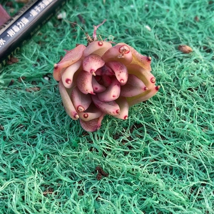 ?*.火焰山锦多肉锦景天