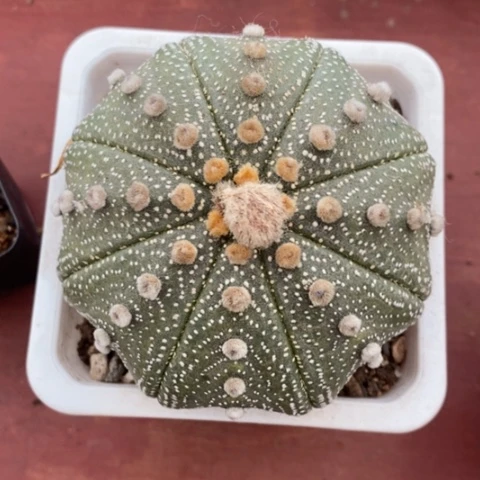 大星兜单8仙人球