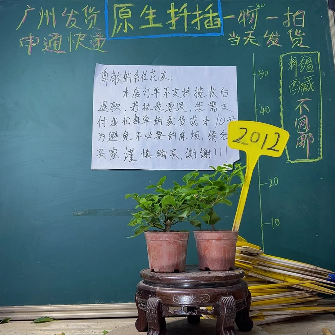 当前无花栽培后可以开花布理扎掌中宝 粉可爱掌中宝2012