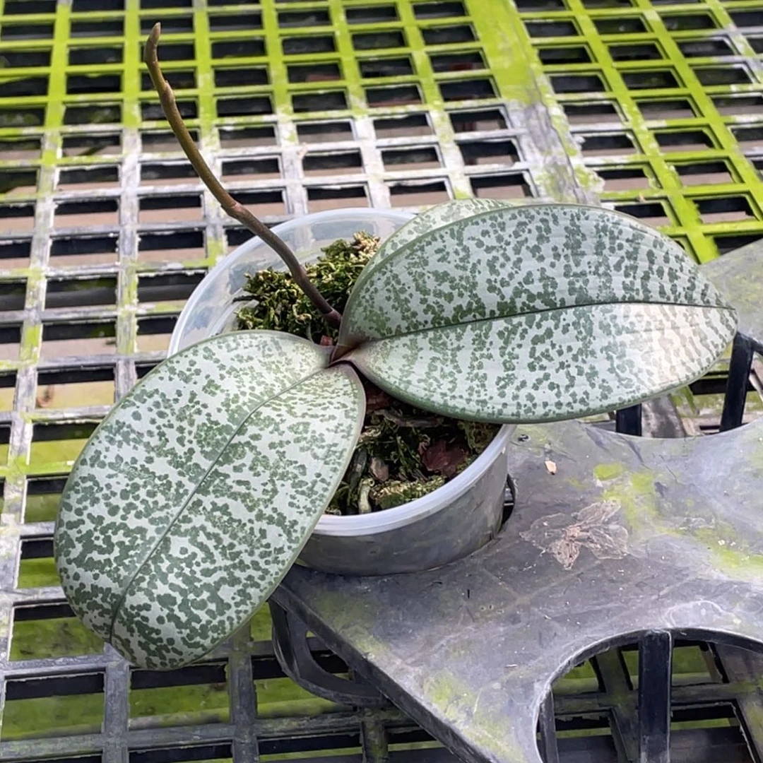 当前无花栽培后可以开花