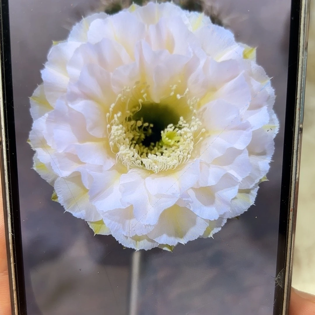 彩草奶油蛋糕5.5-6公分左右