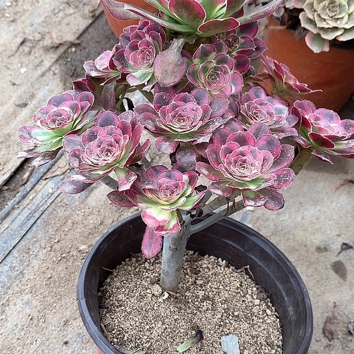 962冰淇淋多肉植物福利