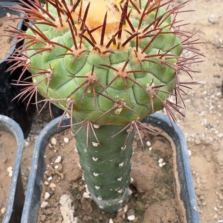 蛋***蛋仙人球666888888888