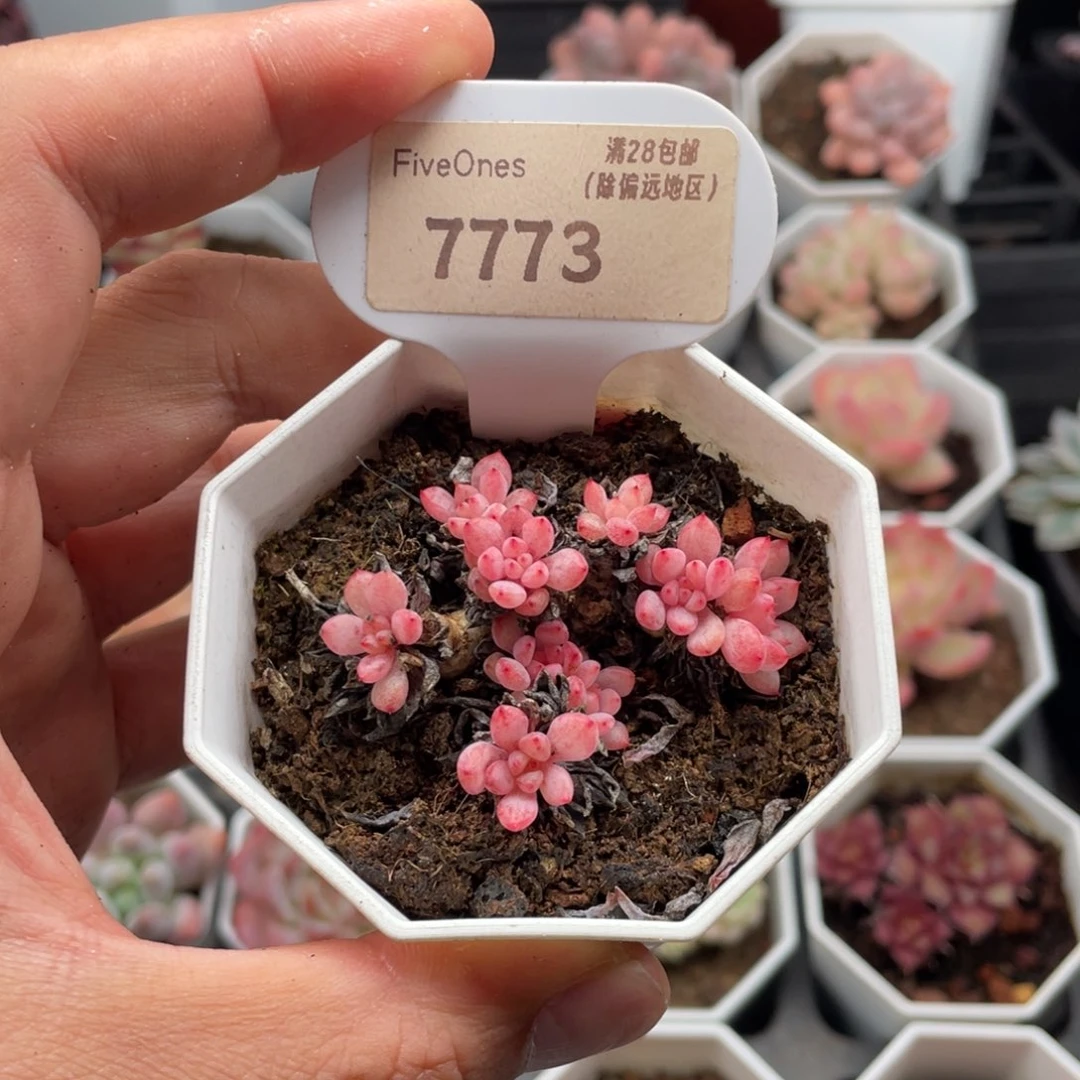 可爱泡泡7773-5厘米