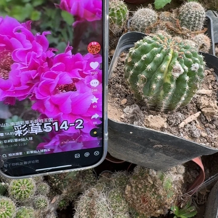 283彩草514.2嫣然锦脱土发货