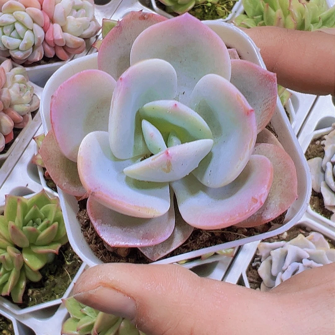 65盆奶茶19包邮对肉