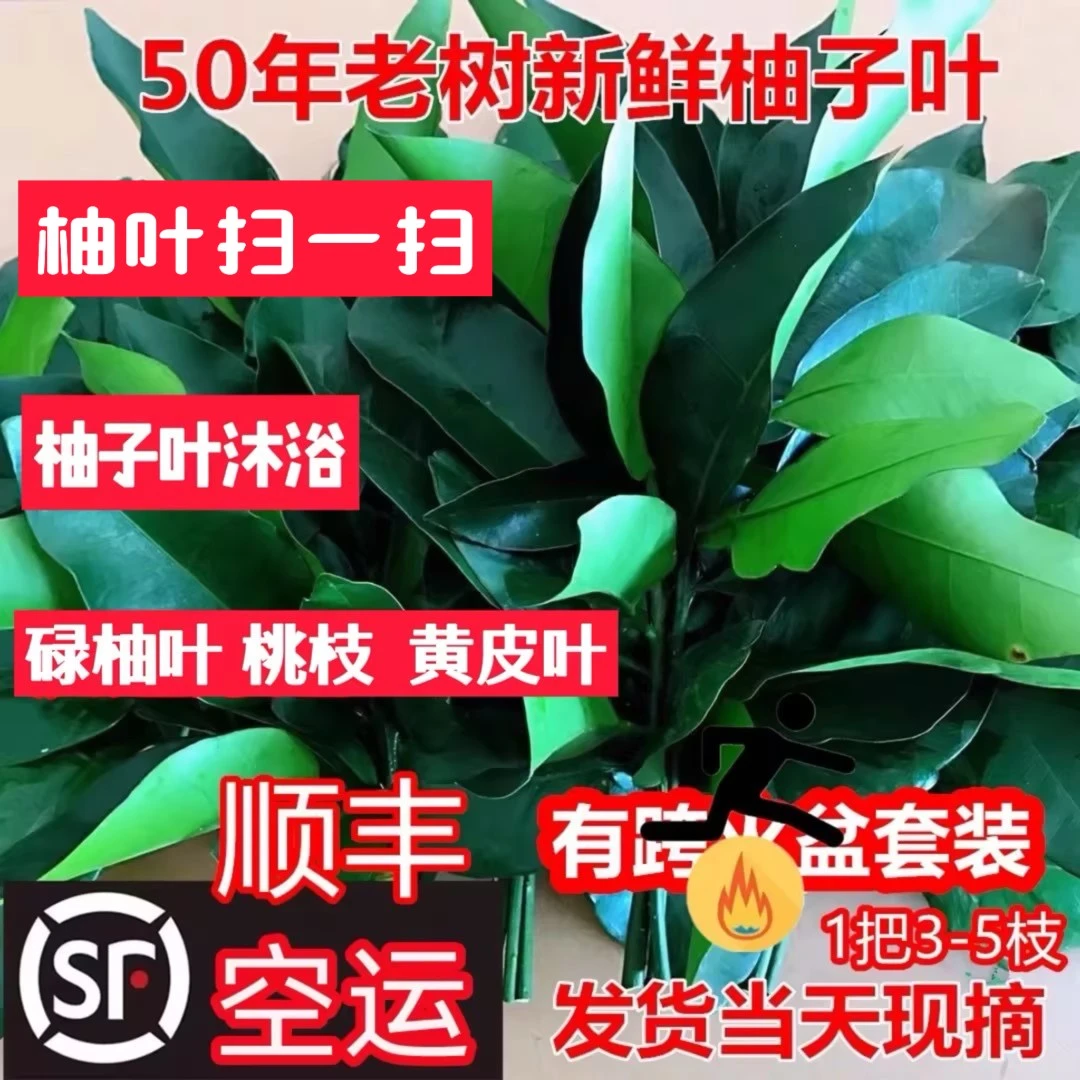 顺丰包邮新鲜柚子叶沐浴碌柚带枝树叶拘留所火盆出狱青团乔迁新居