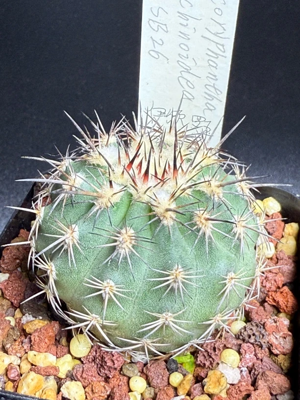 伊须罗玉实生尺寸4.7