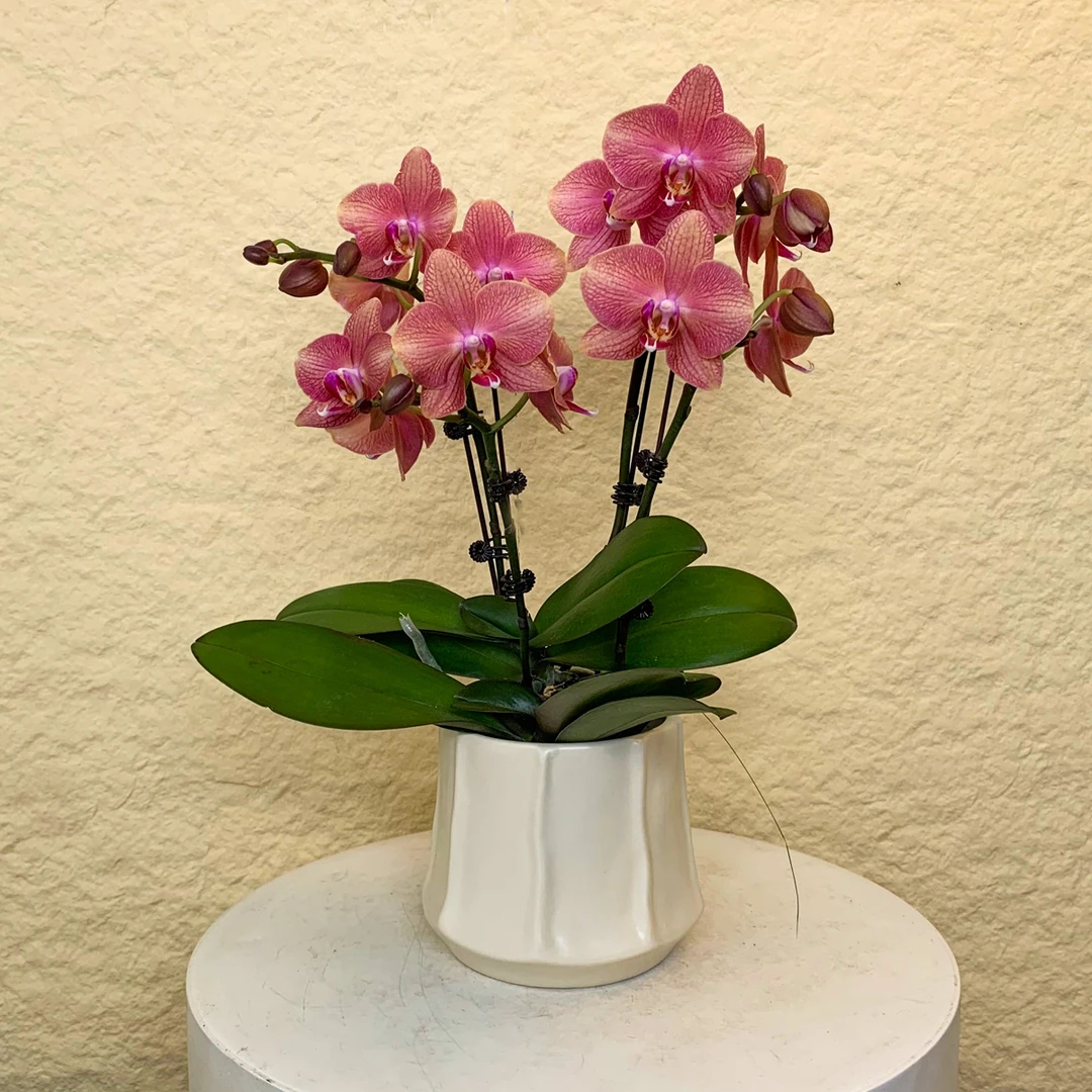 【彩月】变色蝴蝶兰 彩虹色系 轻奢高级感亮色家居室内花卉