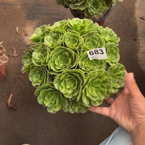 家***女683翡翠琉璃朵朵多肉