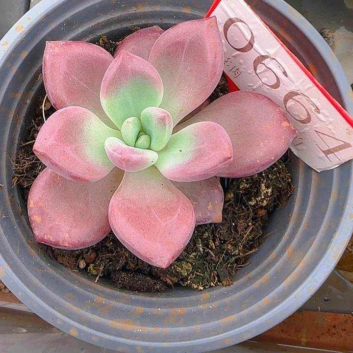 赫菲斯托664多肉植物