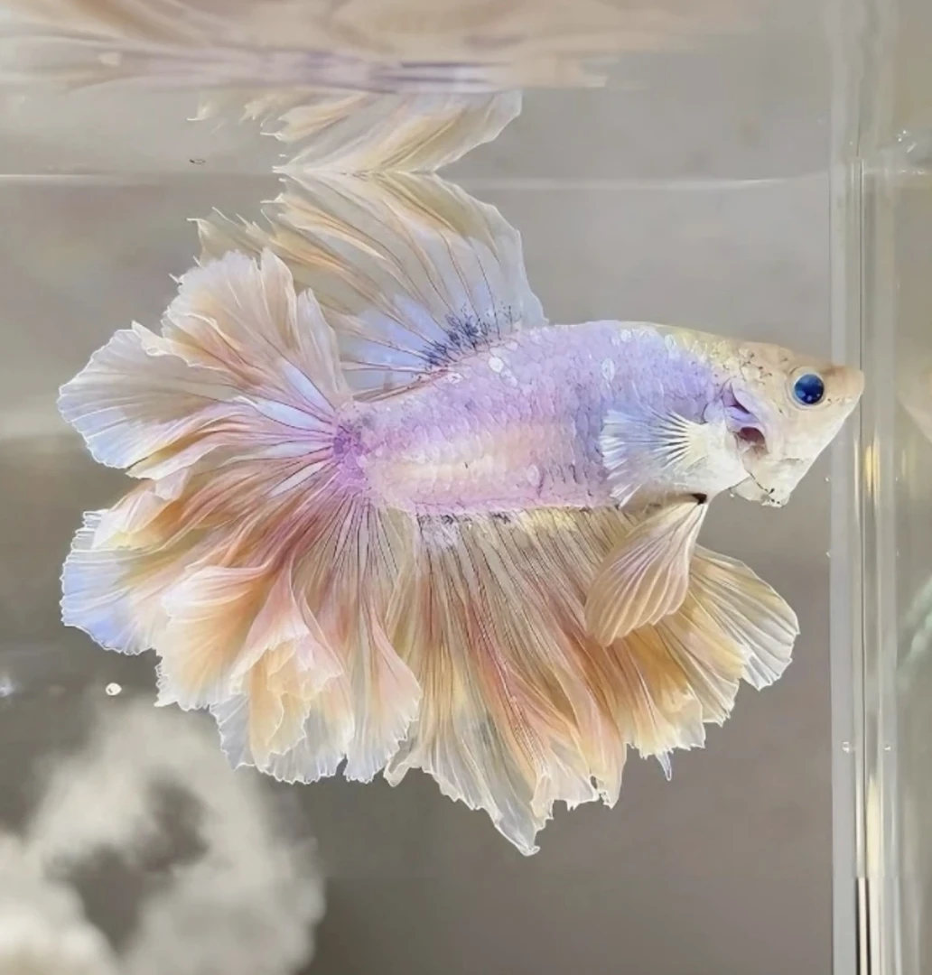 B16(361-384)精品泰国斗鱼热带小型观赏鱼婚纱半月(直播间选鱼)