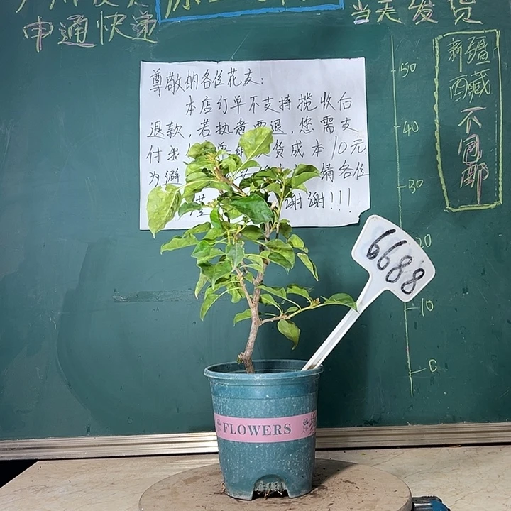 当前无花栽培后可以开花蒙娜丽莎黄 6688