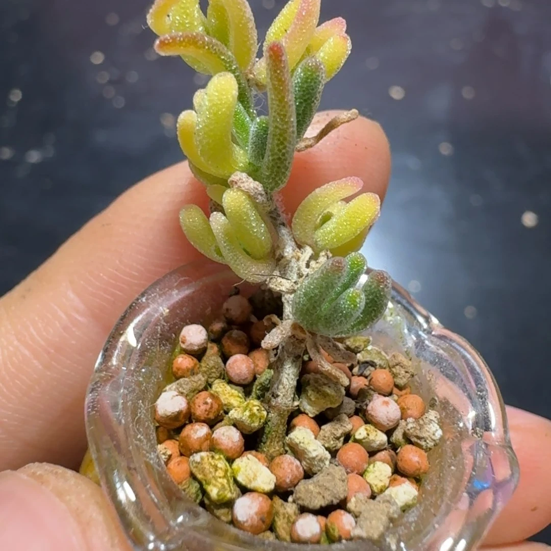 荧光兔锦多肉带瓶发