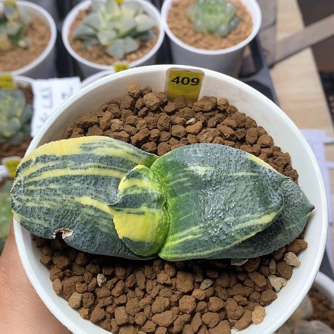 红陶409号实生卧牛锦一物一拍