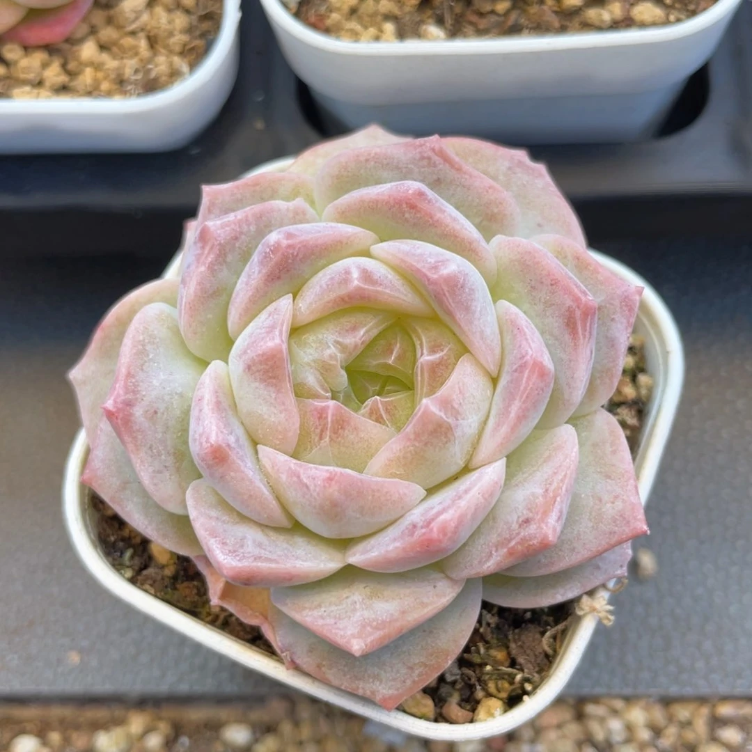 优选梦幻泡影1496