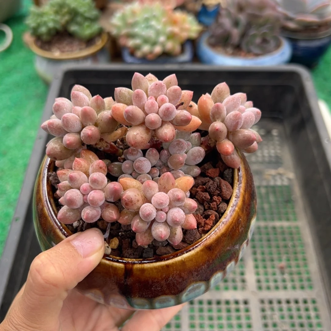 表妹精品多肉植物629.