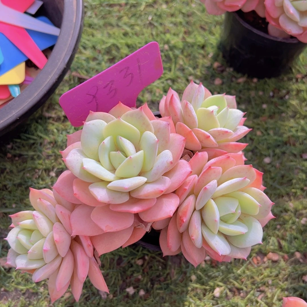 香玉的故事是一个人的故事