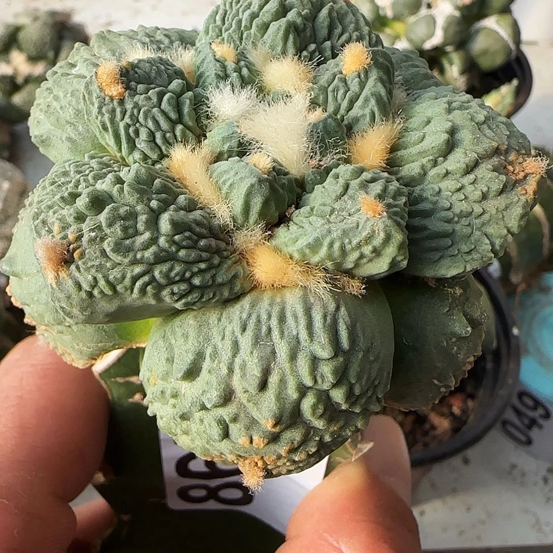 满叶怒涛867仙人球开花